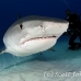 shark_tiger_ft_lbb_h_4401_bah5083.jpg